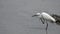 Little Egret Egretta garzetta Hunting on Water