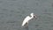 The little egret Egretta garzetta over the sea and swallows a large fish,Thailand
