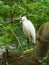 Little Egret (Egretta garzetta) perched in a tree, taken in the UK