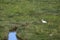 Little Egret, egretta garzetta, on Pilling Marsh