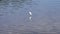 Little egret (Egretta garzetta) in river water. Bird wildlife.
