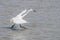 Little Egret Egretta garzetta seeking fish