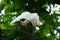 Little Egret Egretta Garzetta spread wings cleaning feather at branch