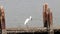 The little egret Egretta garzetta standing by a concrete structure by the sea and trying to swallow a big fish