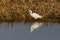 Little egret egretta garzetta standing at reed belt, reflected