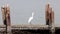 The little egret Egretta garzetta stands on a concrete structure by the sea and swallows a large fish,Thailand