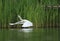 Little Egret Egretta Garzetta start flying