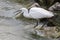 Little egret, egretta garzetta, tossing a fish in Camargue, France