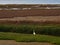 Little Egret or Egretta garzetta turning back standing on marshes bank with abundant wetland plant adjacent to ocean coast