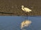 Little egret, Egretta garzetta, walking next to the water, Camargue, France