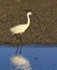 Little egret, Egretta garzetta, walking next to the water, Camargue, France