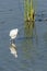 Little egret Egretta garzetta in water