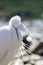 Little egret Egretta garzetta white wading bird