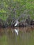 Little Egret at Everglades National Park