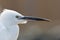 Little egret face in profile. Close up white wading bird head.