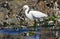Little egret feeding
