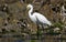 Little egret feeding