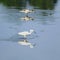 Little egret feeding in shallow water