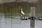 A Little Egret at a fish pond next to Mai Po Nature Reserve Hong Kong