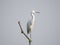 Little Egret fishing bird india