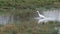 Little Egret fishing in shallow pond.