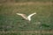 Little egret flies across grass lifting wings