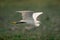 Little egret flies over grass lifting wings