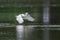 Little egret in flight