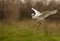 Little Egret in flight