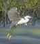 Little egret in flight over river reeds