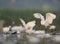 Little Egret with flowers