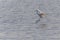 Little egret flying down to pond