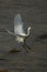 little egret is flying to the rock in the ocean, waving its wings.