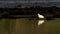 Little egret, heron, egretta garzetta