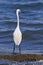 Little egret in its fishing post