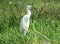 Little egret keeping a watch