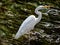 Little egret, or kosagi, fishing in a Japanese river 1