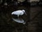 Little egret, or kosagi, fishing in a Japanese river 4