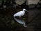 Little egret, or kosagi, fishing in a Japanese river 5