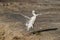 Little Egret landing at Buhair lake, Bahrain