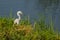 Little Egret a meadow water shore