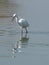 Little egret, medium-sized white bird, walks in the lake water.