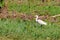 Little egret in natural reserve of the Danube Delta - landmark attraction in Romania