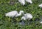 Little Egret Pair foraging Water Weeds in the Lake