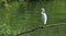 Little Egret perched on branch over the  water.