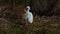 A Little Egret Preening its Tail Feathers.