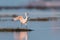 Little egret running in the water during sunrise