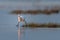 Little egret running in the water during sunrise