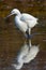 Little Egret, Salinas de Santa Pola Natural Park, Spain