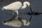 Little Egret, Salinas de Santa Pola Natural Park, Spain